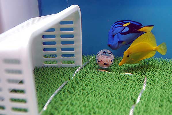 Sigo Con los cambios